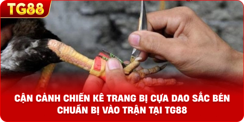 Hình ảnh cận cảnh chiến kê trang bị cựa dao sắc bén chuẩn bị vào trận tại TG88
